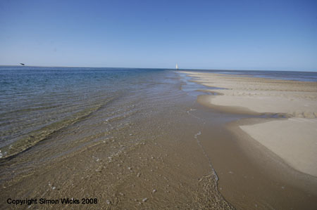 pansy_island_02