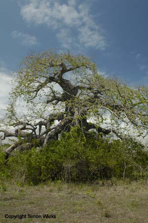 _DSC0300