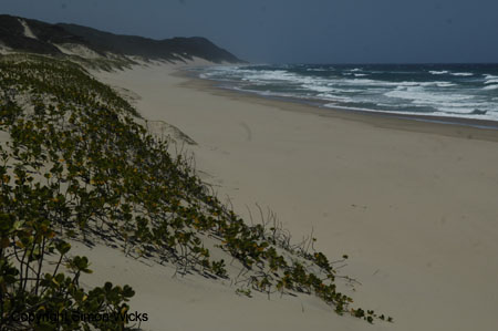 tartaruga_beach_17