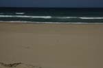 tartaruga_beach_14