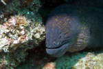 mozambique_dive_centres