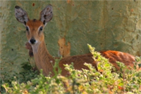 Gorongosa Camp Mozambique