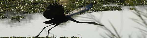 Gorongosa National Park and wetlands Mozambique