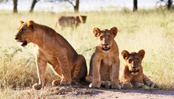 Montebelo Gorongosa Lodge & Safari