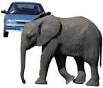 Kruger Car Hire - Self Drive Safaris in Kruger Park