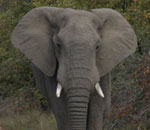 Elephant Timbavati
