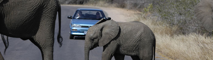Lion Safari in Kruger National Park