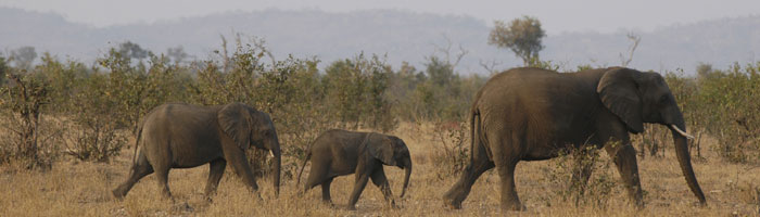 Timbavati Reserve in Kruger National Park