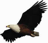 Flights to Kruger Park - Kruger Airport, Hoedspruit and Skukuza