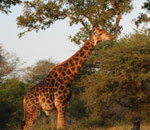 Giraffe Timbavati