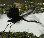 Timbavati Reserve Kruger
