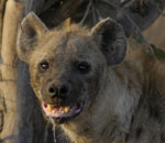 Hyena - Timbavati Reserve