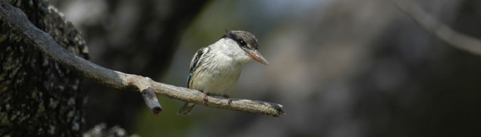 Menyeleti Reserve in Kruger National Park
