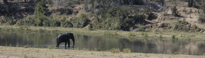Lion Safari in Kruger National Park