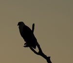 Kruger Park Safari