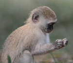 Timbavati Safari