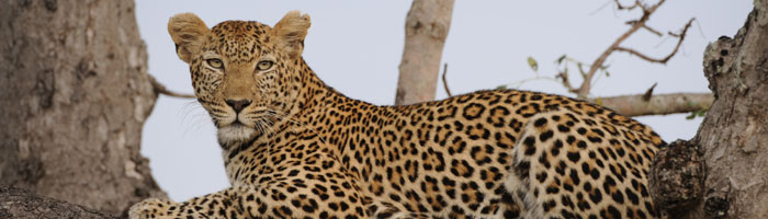 Sabi Sand Reserve in Kruger National Park