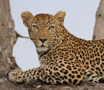 Leopard Timbavati