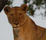 Lion in Timbavati