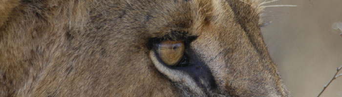 Lion Safari in Kruger National Park