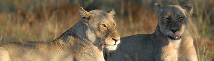 Gomo Gomo Game Lodge Timbavati