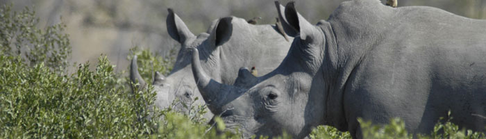 Thornybush Reserve in Kruger National Park