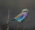 Birding in Timbavati