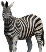 Kruger Park Safaris