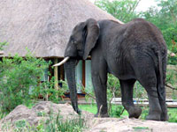 Savanna Safari Lodge, Sabi Sand Reserve