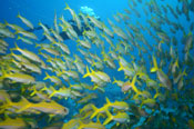 Scuba Diving Holidays